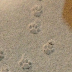 Севак Хачатрян, 14.10.2009, Москва