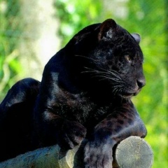 Светлана Кухаренок, 12.04, Санкт-Петербург