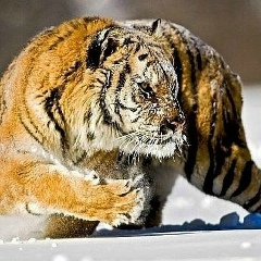 Мурат Каширгов, 17.08