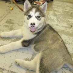 Ярослав Михайлович, 14.01.1986, Киев