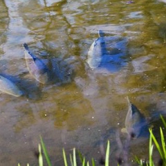 Alekskristina Ribak, 01.01.1990, Краснодар