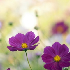 Евгения Павленко, 02.08.1981, Алматы