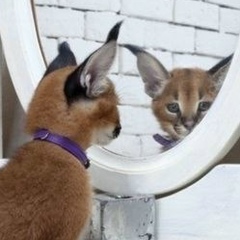 Юлия Верещак, 14.10, Ставрополь