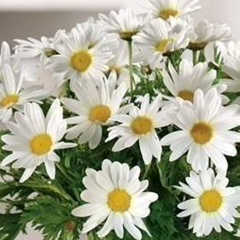 Светлана Осадчая, 05.08, Запорожье