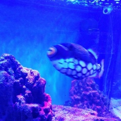 Марина Адамова, 15.01, Сосногорск