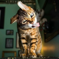 Byfer Walkman, 23.02