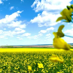 Ніна Мелевська (Редикульцева), 30.04