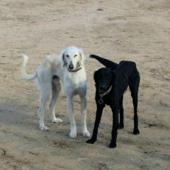 Бек Кебеков, 11.04.1988, Актау