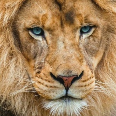 Миха Денисюк, 23.08.1901, Домодедово