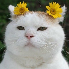 Андрей Ковалев, 27.03.1960, Санкт-Петербург