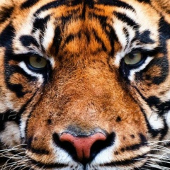 Джума Одольская, 16.02, Москва