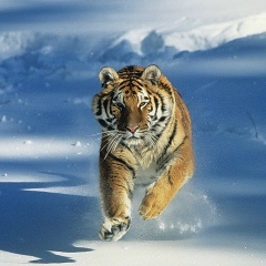 Руслан Байев, 31.07, Санкт-Петербург