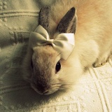 Белла Алборова, Владикавказ