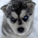 Василиса Прекрасная, 25.11.1988, Кишинев