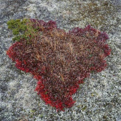 Алексей Резниченко, 16.12.1970, Воркута