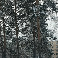 Slava Levitan, 12.12