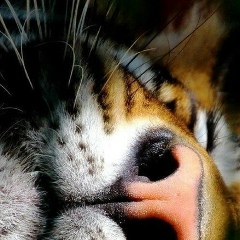 Светлана Лазарева, 07.07.1983, Москва