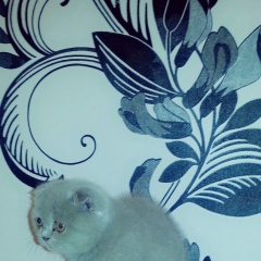 Arsen Uziv, 18.12.1980, Грозный