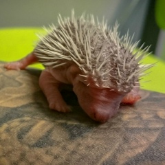 Сергей Гриффит, 01.08, Краснодар