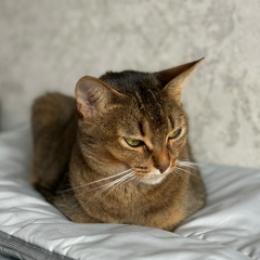 Юлия Казиева, Москва