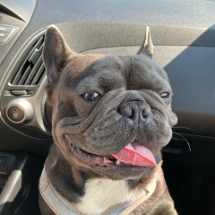 Роман Толстов, Йошкар-Ола