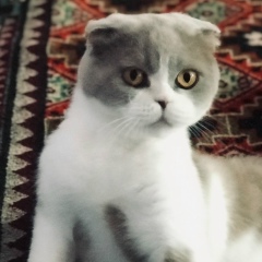 Наида Исаева, 03.10, Ставрополь