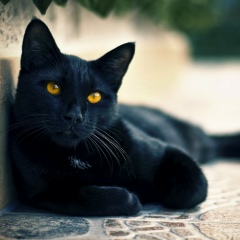 Марина Ашба
