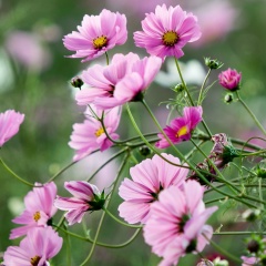 Анна Заклинская, 09.01.1988, Кировск