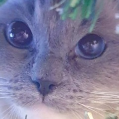 Elena Farr, 12.11, Salisbury