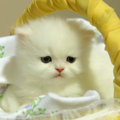 Анна Шумиленко