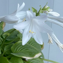 Mari Samvelyan, 29.07.1984, Вагаршапат