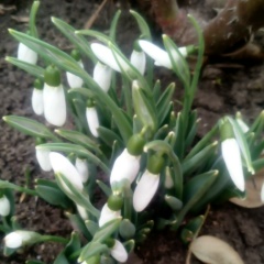 Лариса Стайкова, 03.07, Валя Пержей