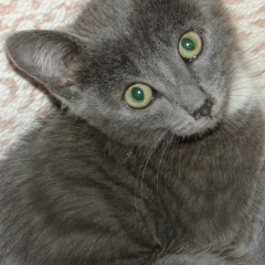 Madina Imerova, 19.11.1992, Алматы