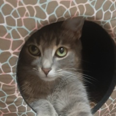 Диля Бахранова, 29.11, Москва