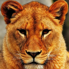 Rizvan Billionaire, 23.08, Красноград