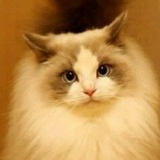 Alancy Zjarss, 10.11