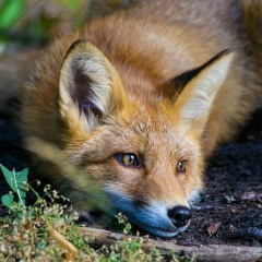 Женя Митинёв, 17.03.1996, Москва