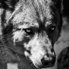 Камо Оганесян, 09.01.1983, Нетания