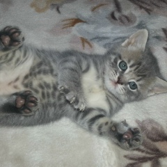 Александр Ковальский, 28.04.1979, Харьков