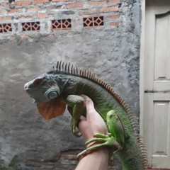 Jendi Triasa, 30.01.1990