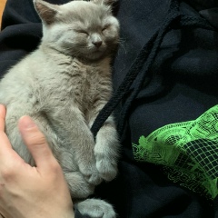 Алина Камеко, 04.09, Москва