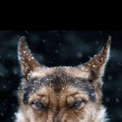 Мелис Мелисов, Бишкек