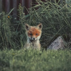 Антон Горбач, Los Velas