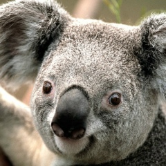 Юрий Строганов, 04.10, Кызыл