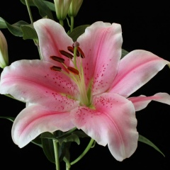 Марина Боричевская, 15.04, Санкт-Петербург