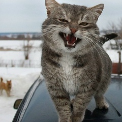 Ahmed Arsamirzaev, Грозный