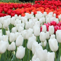 Тахмина Кемрюгова, 02.04, Санкт-Петербург