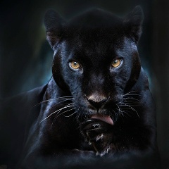 Элина Дагиева, 06.12, Грозный