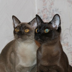 Светлана Цветкова, Челябинск