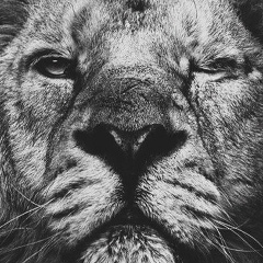 Антон Кох, 02.06.1991